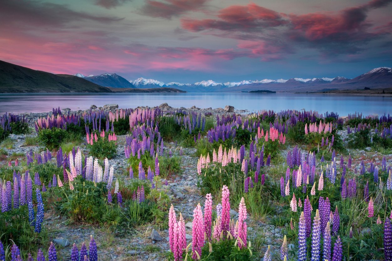 Озеро Текапо в новой Зеландии