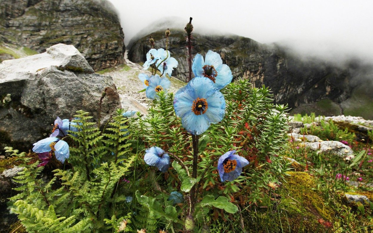 Голубые маки в Гималаях