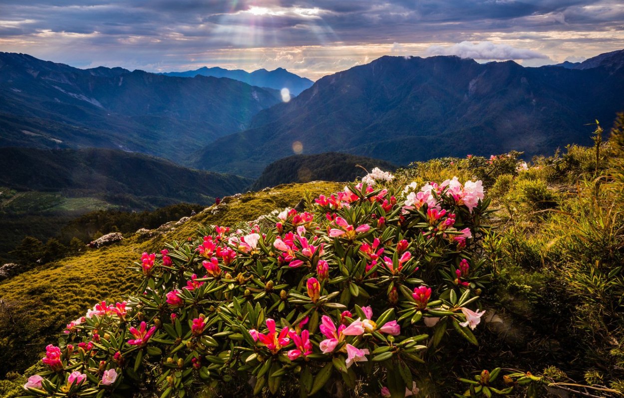 Сочи рододендроны красная Поляна