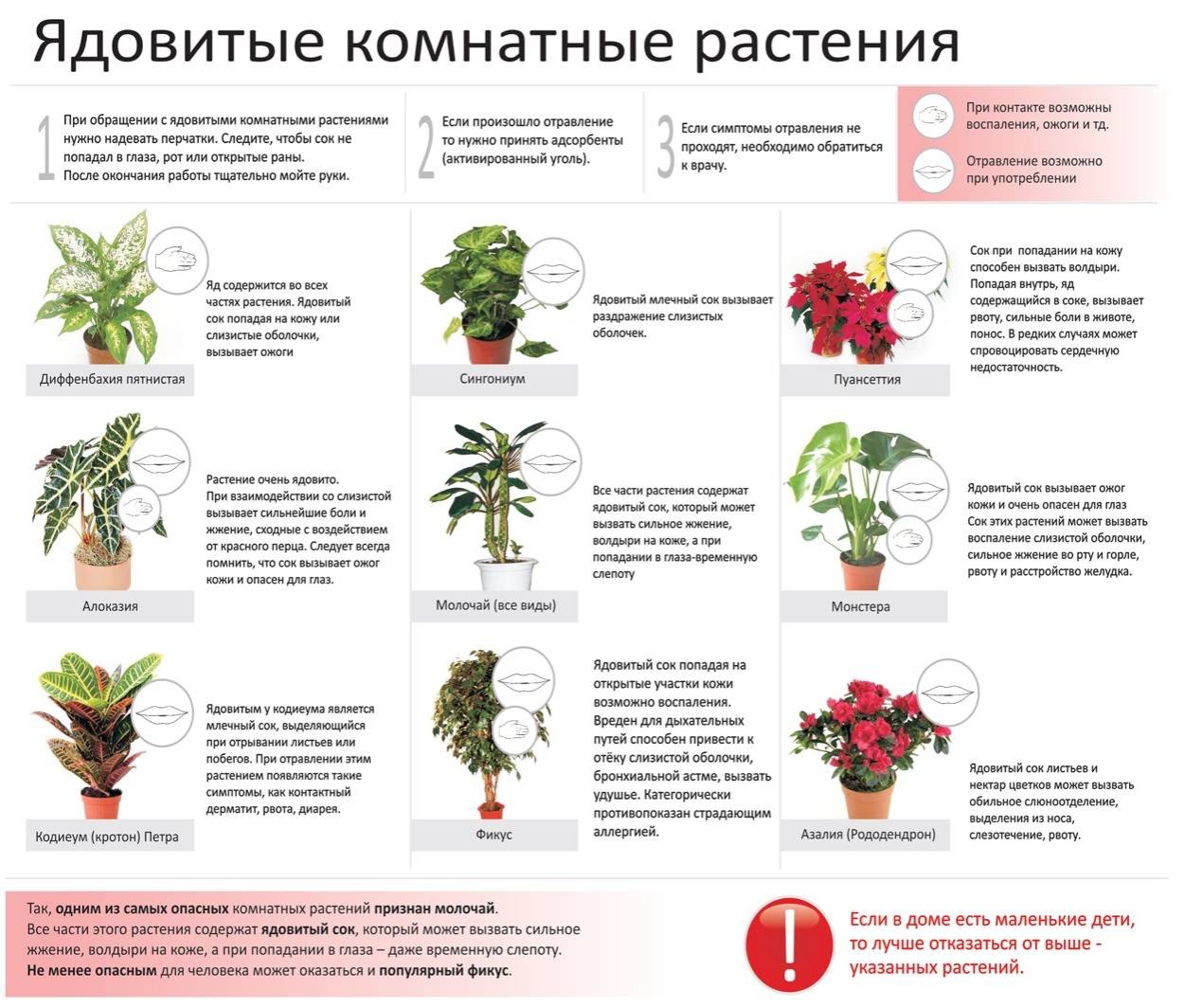 Мумулюскус цветок фото