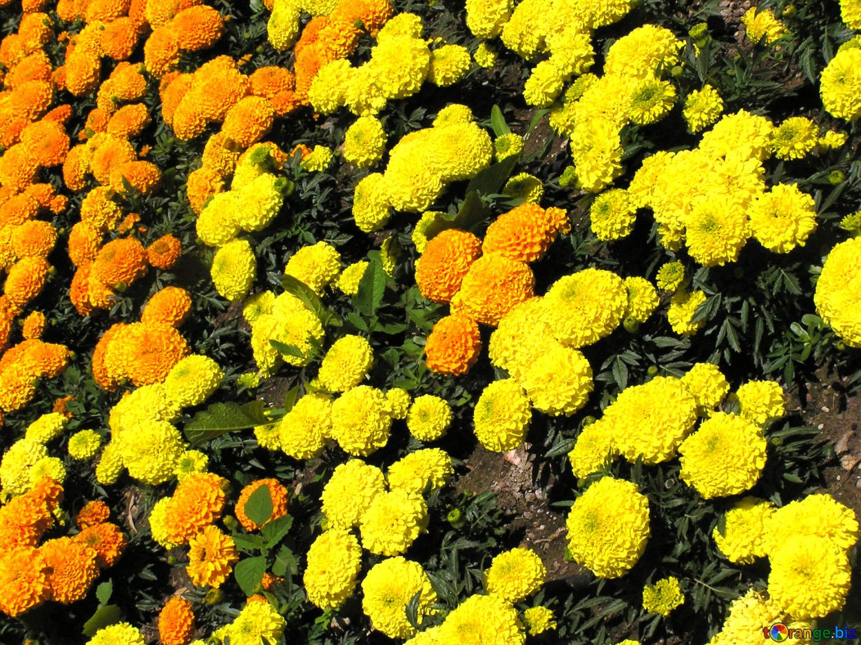 Одуванчиковый Джин