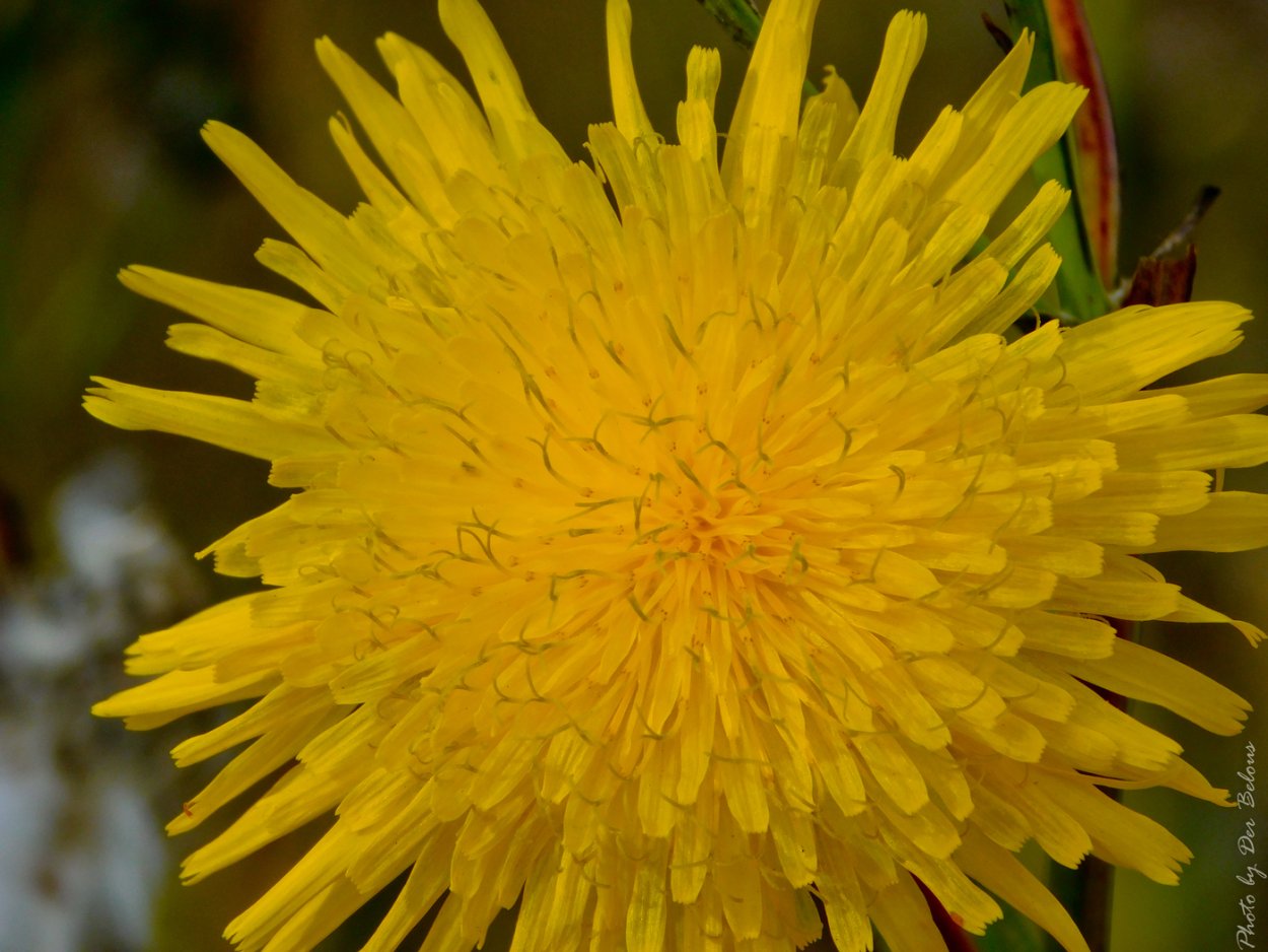 Желтые цветы Мимоза цветы