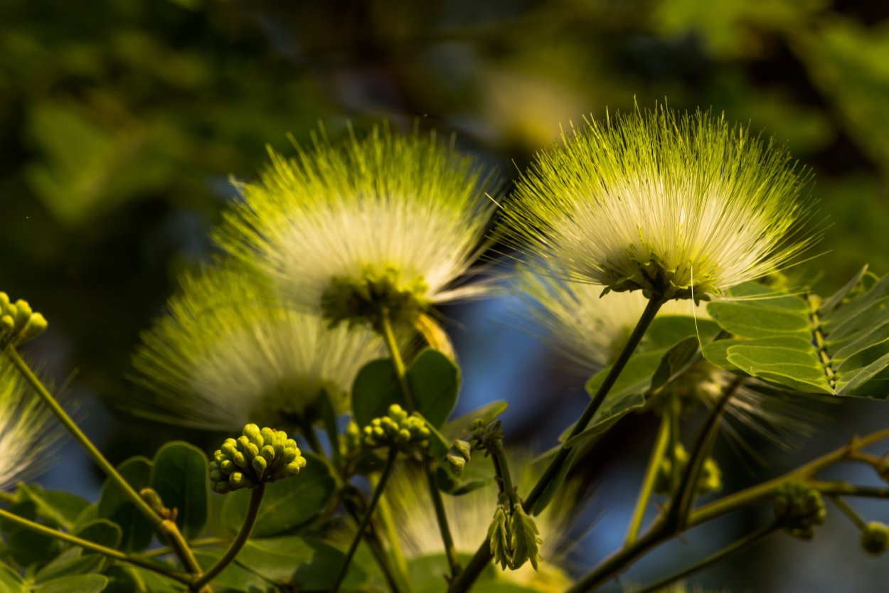 Желтые соцветия полевые цветы