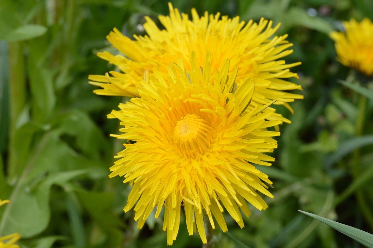 Hieracium Hawkweed