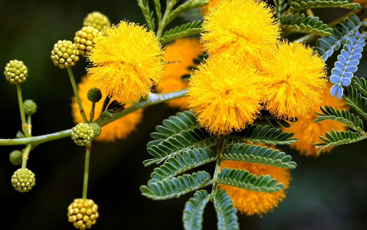 Мимоза цветок