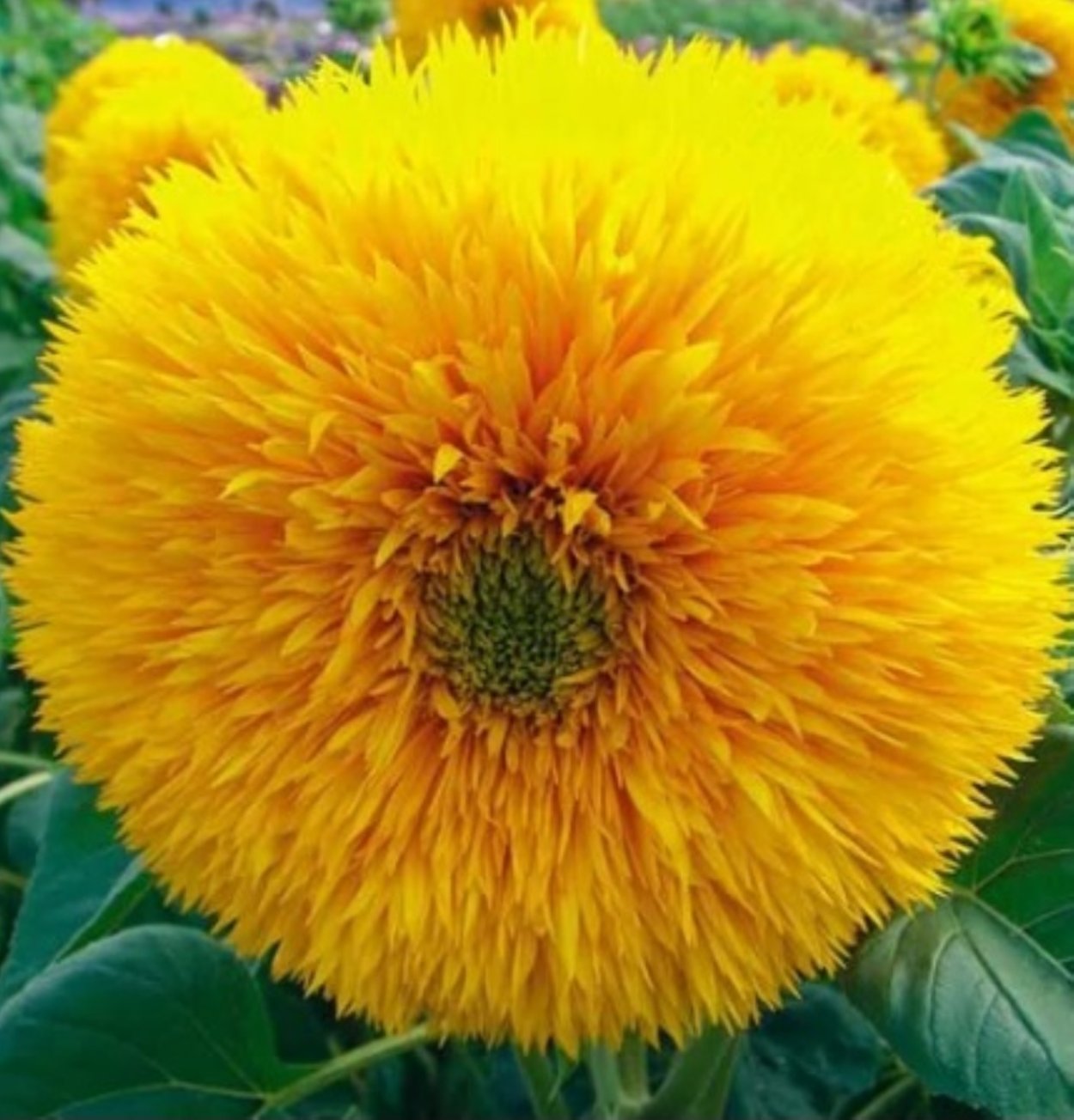 Бессмертник песчаный