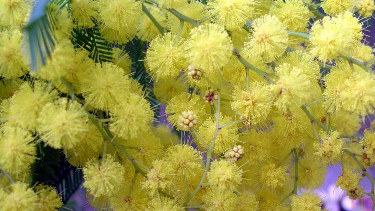 Кустарник медонос