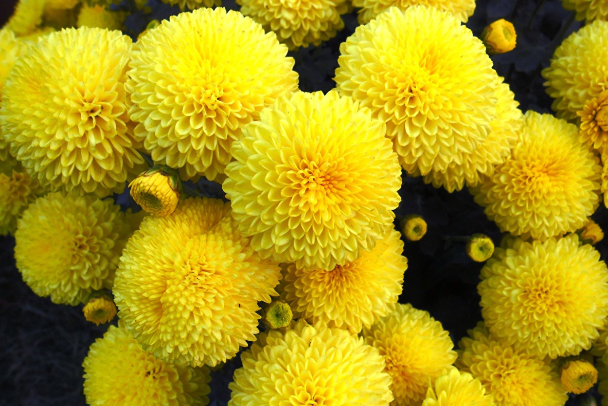 Голландская Мимоза