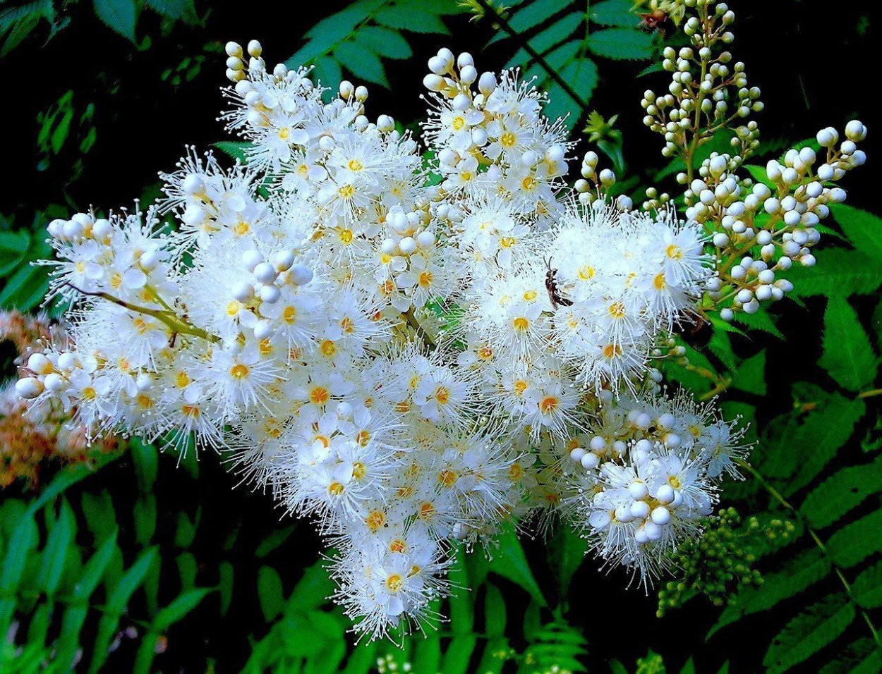 Василек крупноголовый гроссгеймия