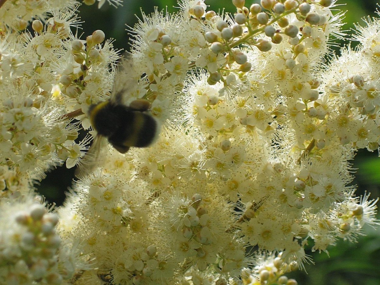 Мимозовые акации