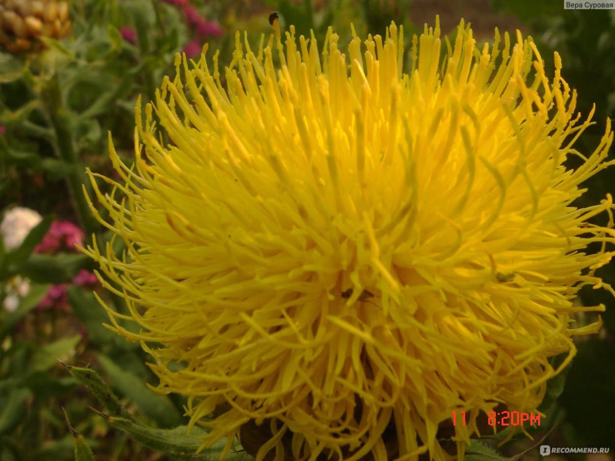 Желтые цветы Мимоза