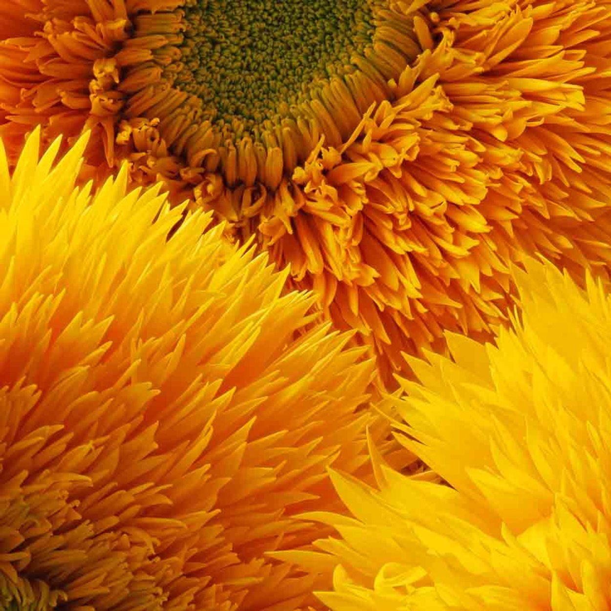 Желтые пушистые цветы