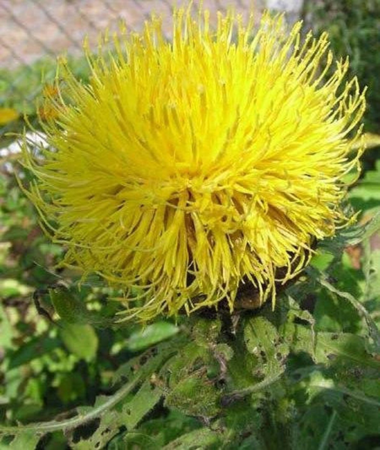 Одуванчик Тундровый