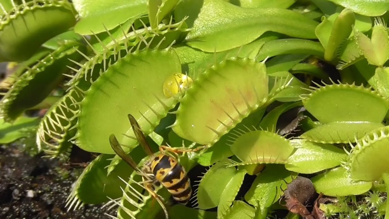 Венерина мухоловка охота