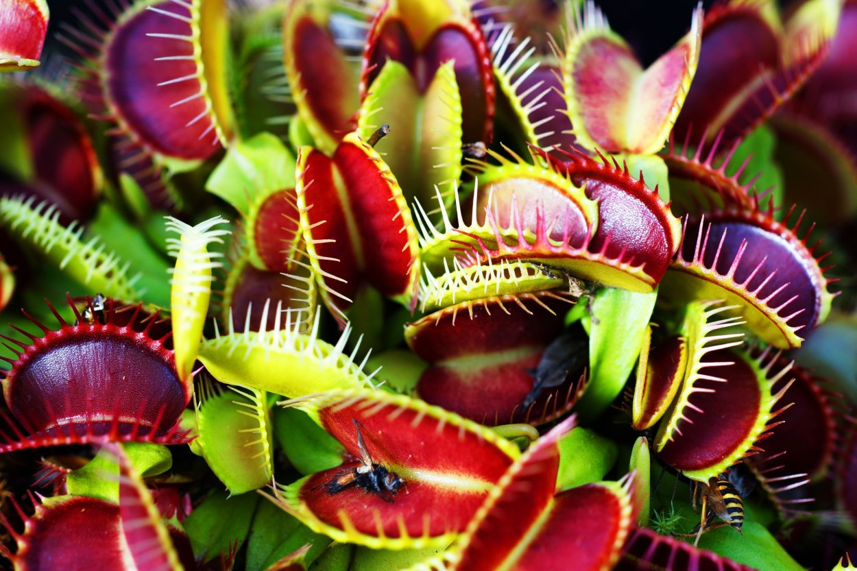 Венерина Дионея