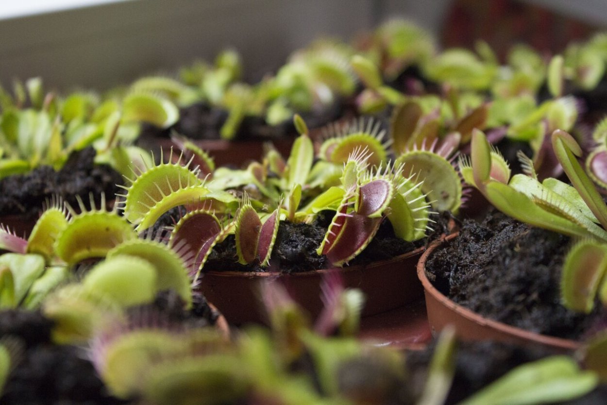 Венерина мухоловка в горшке