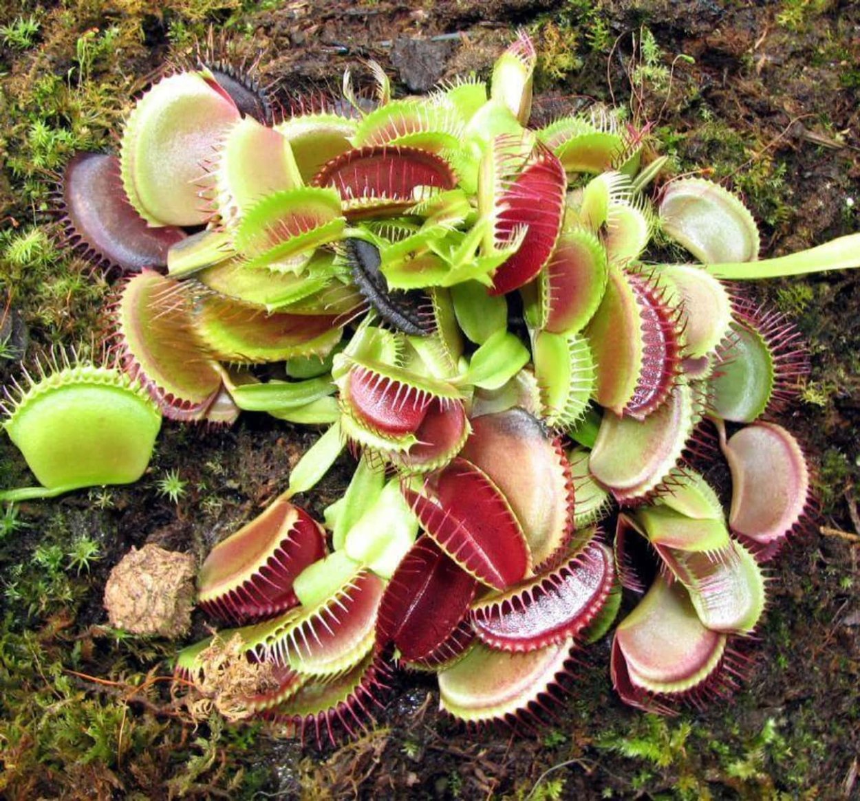 Венерина мухоловка суккулент