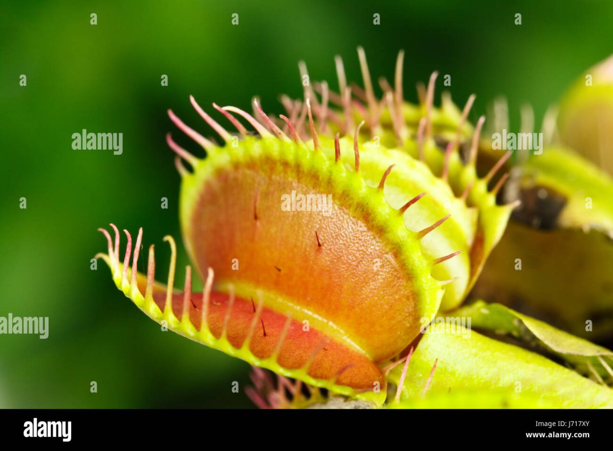 Кактус мухоловка