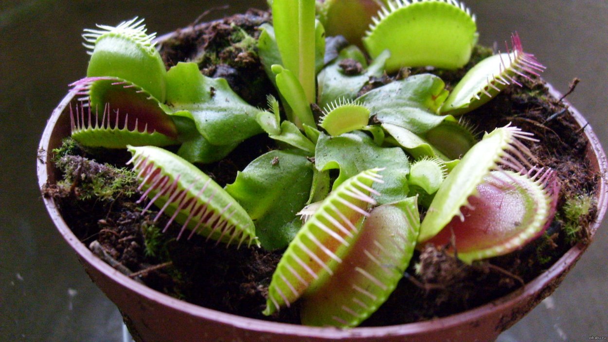 Дионея Венерина мухоловка 3шт