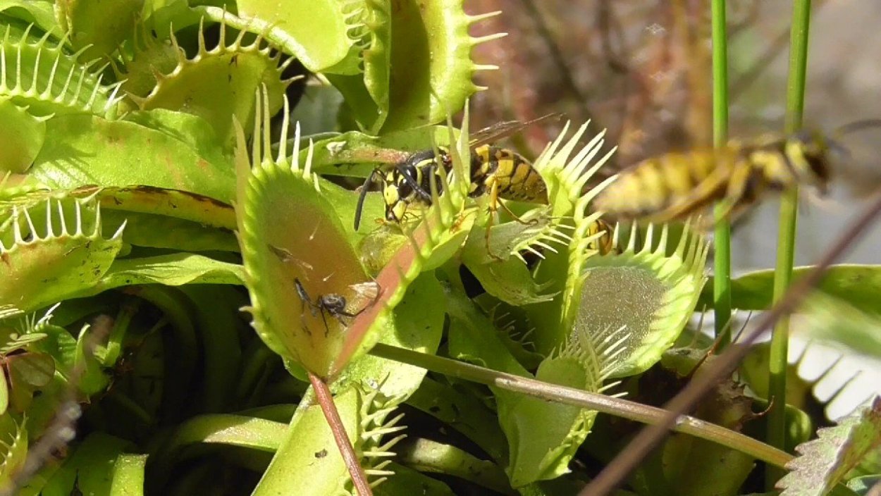 Венерина мухоловка