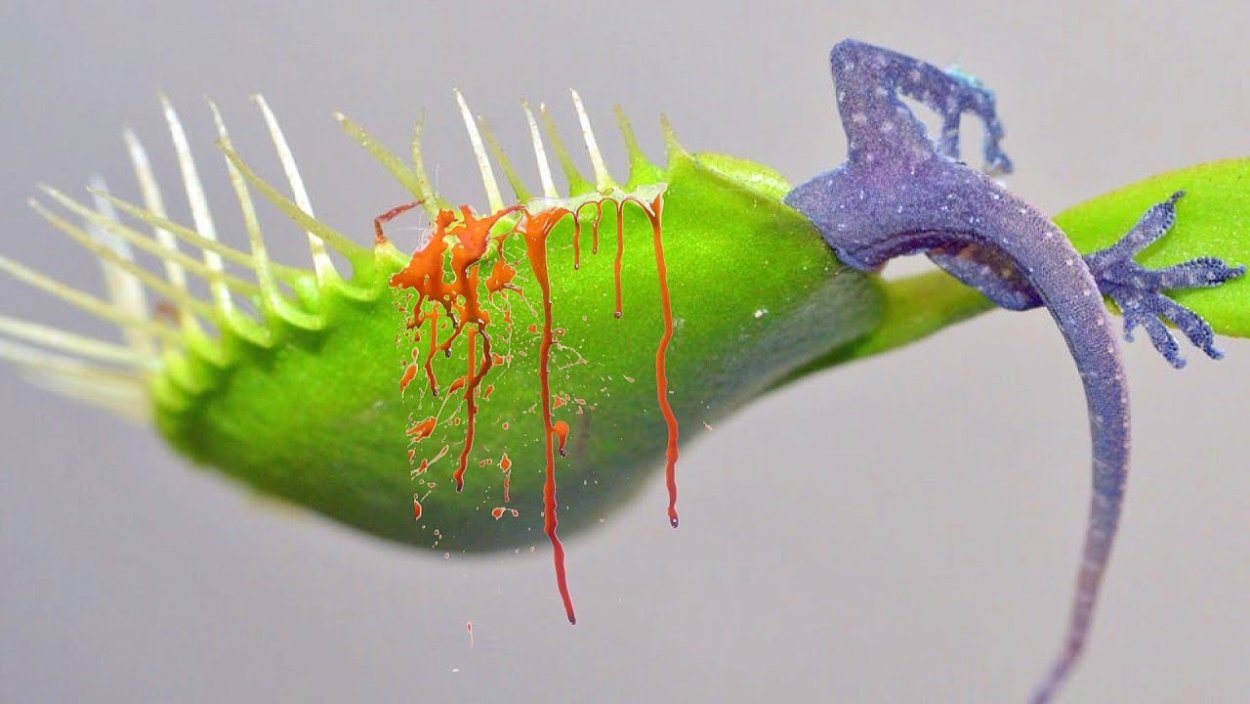 Венерина мухоловка и лягушка