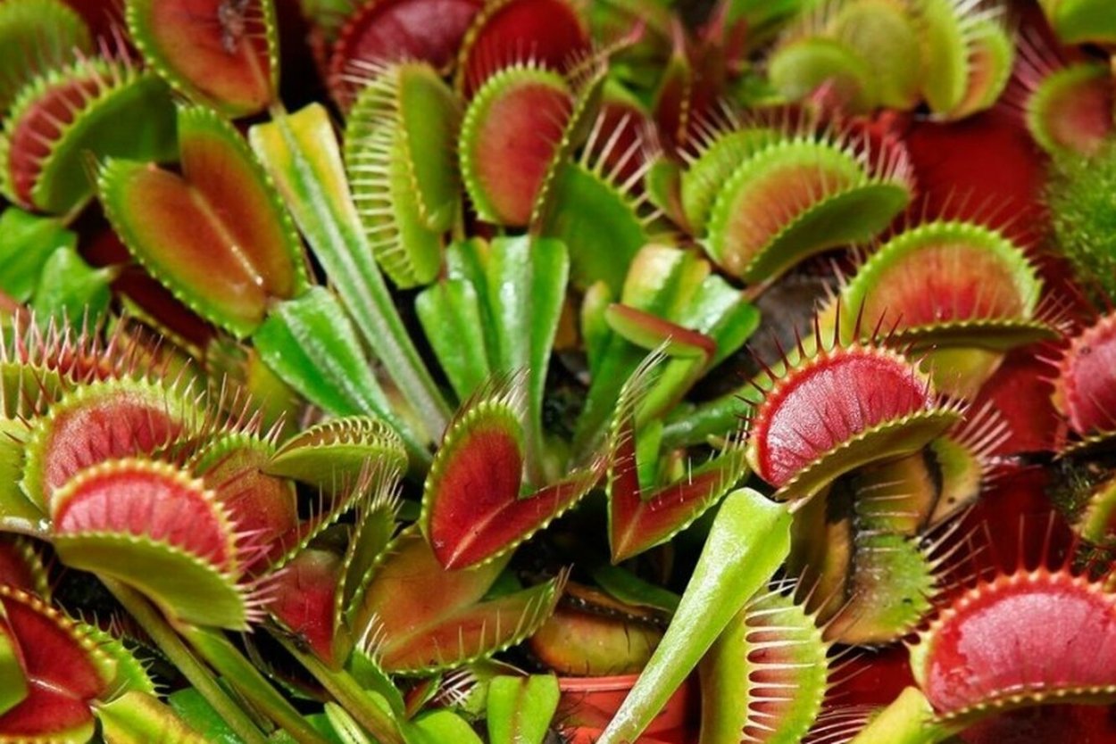 Венерина мухоловка ареал