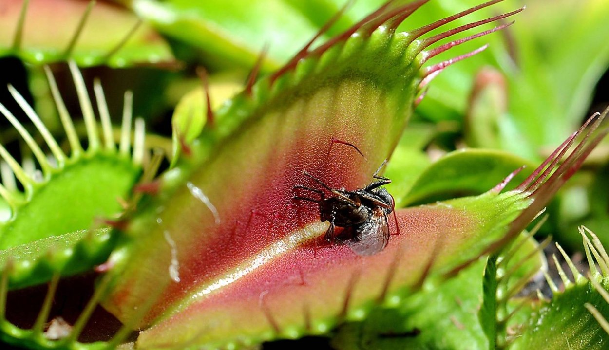 Интеллект у растений