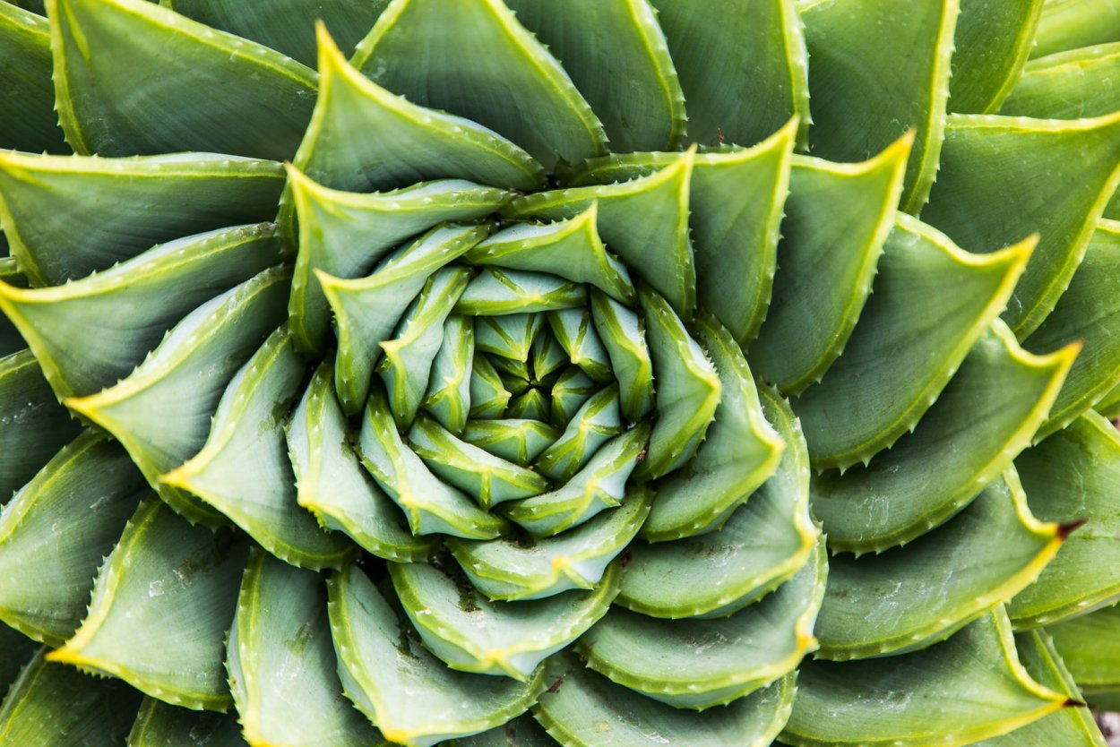 Суккулент фрактал