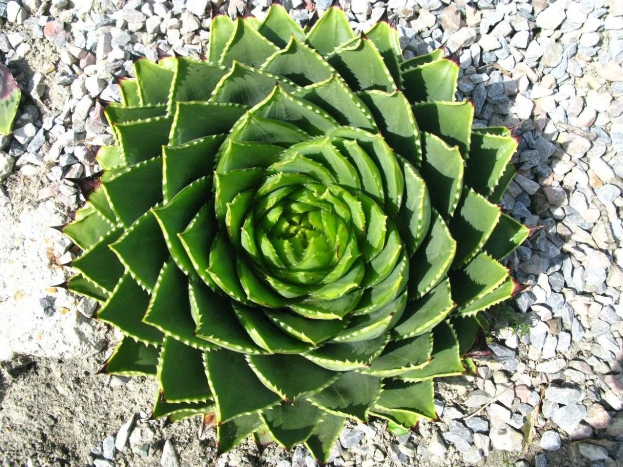 Aloe polyphylla — алоэ спиралевидное
