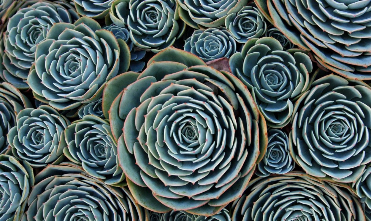 Геометрия суккулент