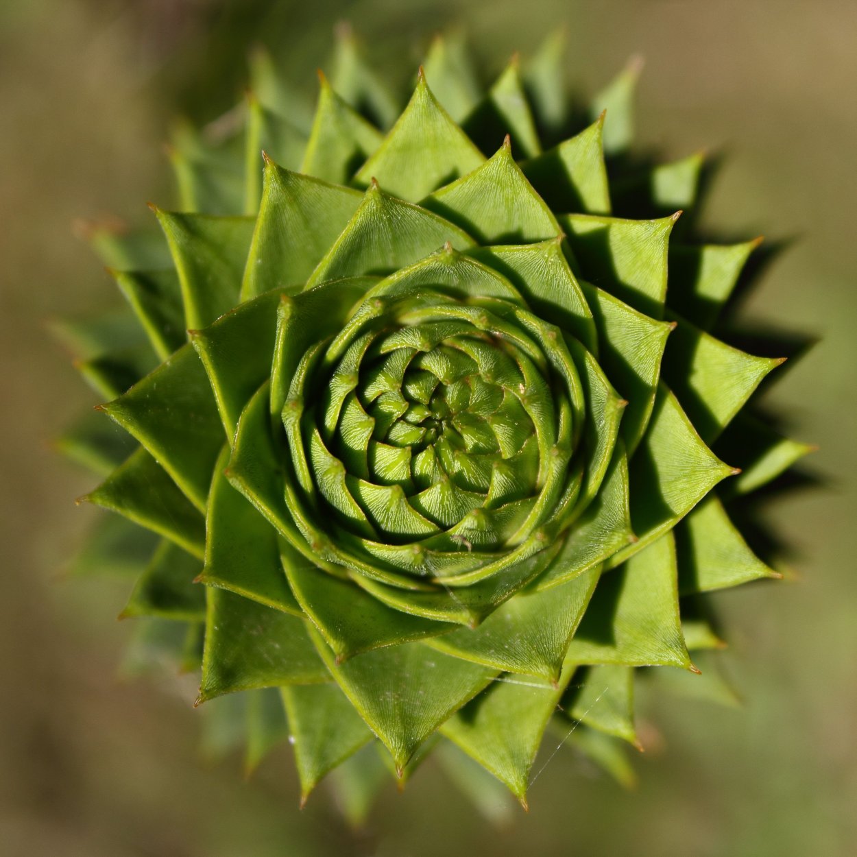 Геометрические фигуры в природе