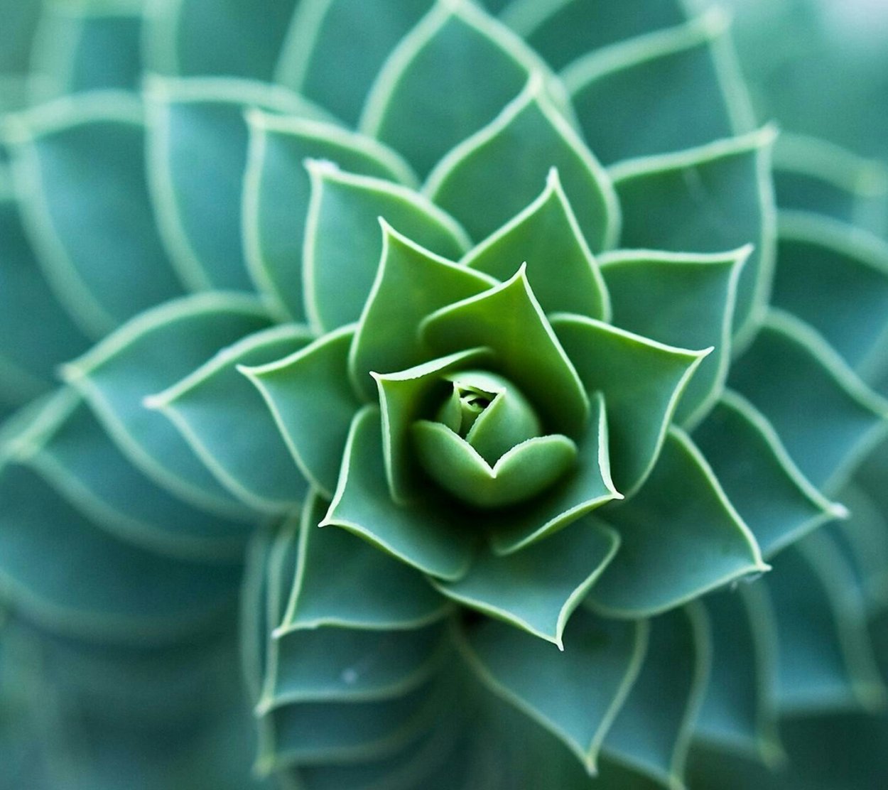 Суккуленты Макросъемка