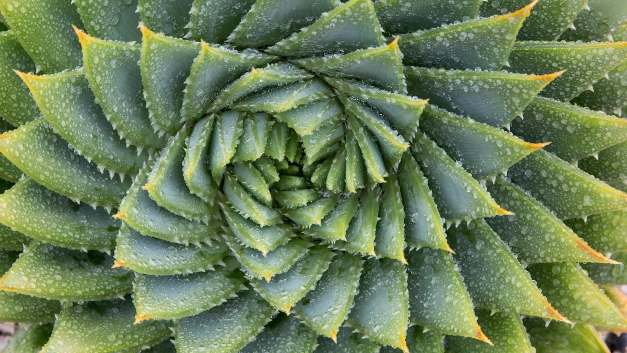 Винтовая симметрия в природе