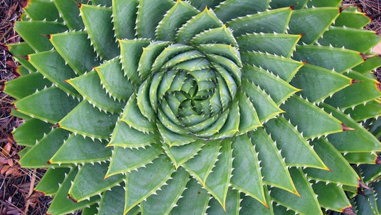 Винтовая симметрия в природе