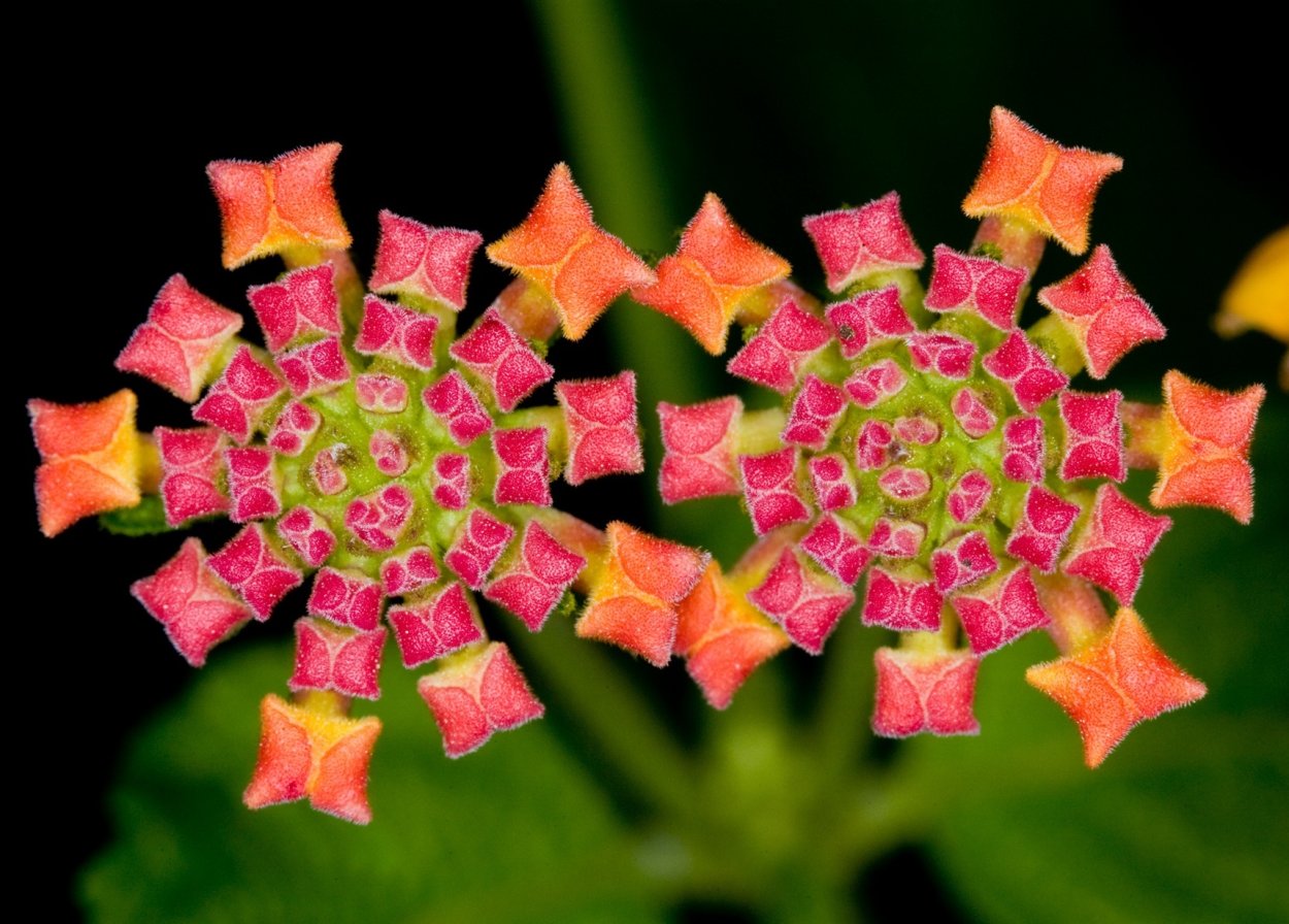 Симметрия в природе