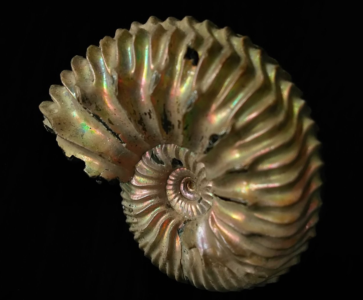 Наутилус аммониты рентген