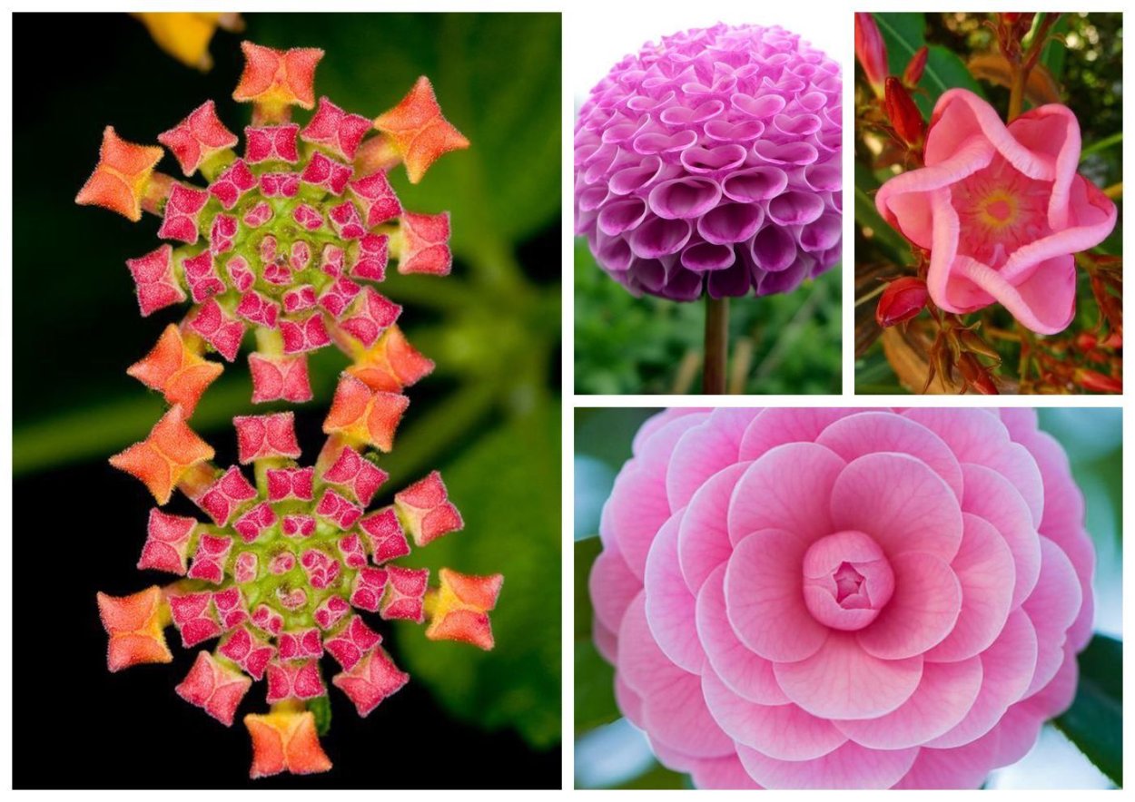 Цветок Роял Джевел