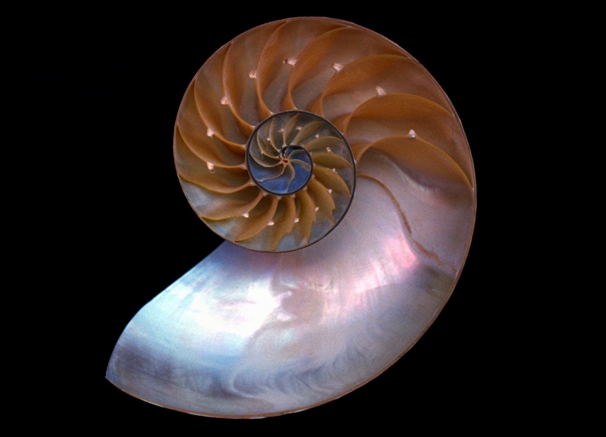 Nautilus macromphalus