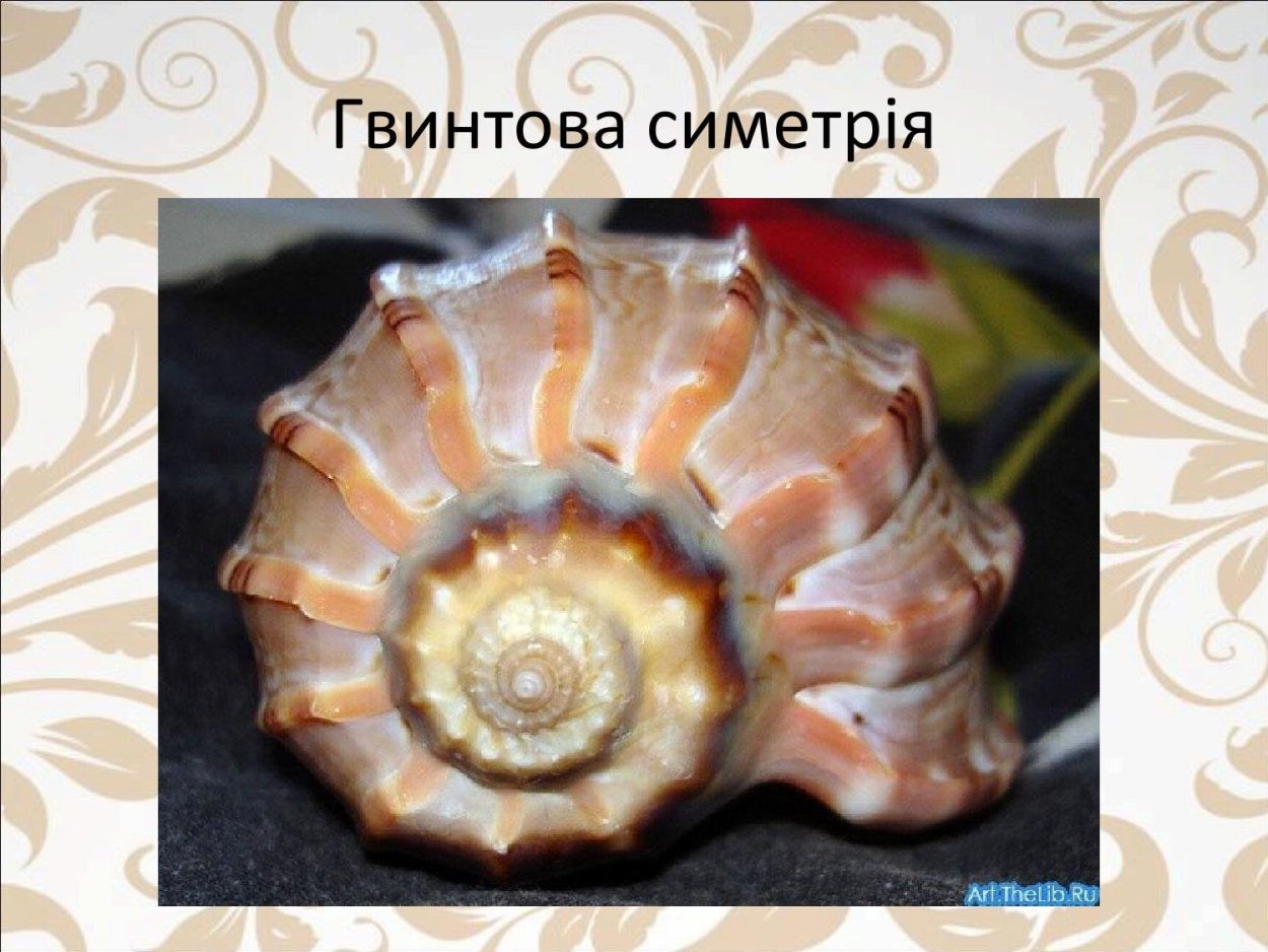 Ракушка закрученная