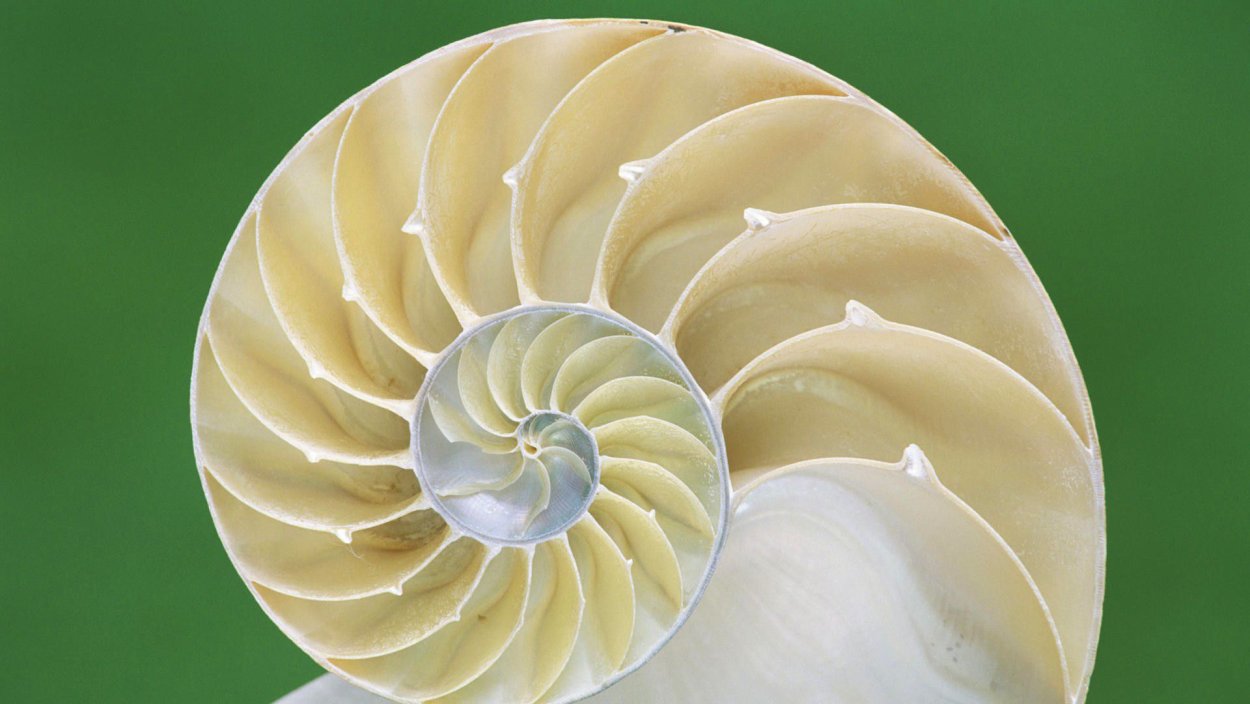 Раковина Наутилуса золотое сечение