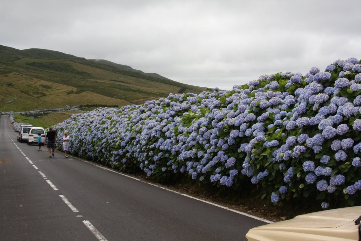 Португалия Азоры гортензия