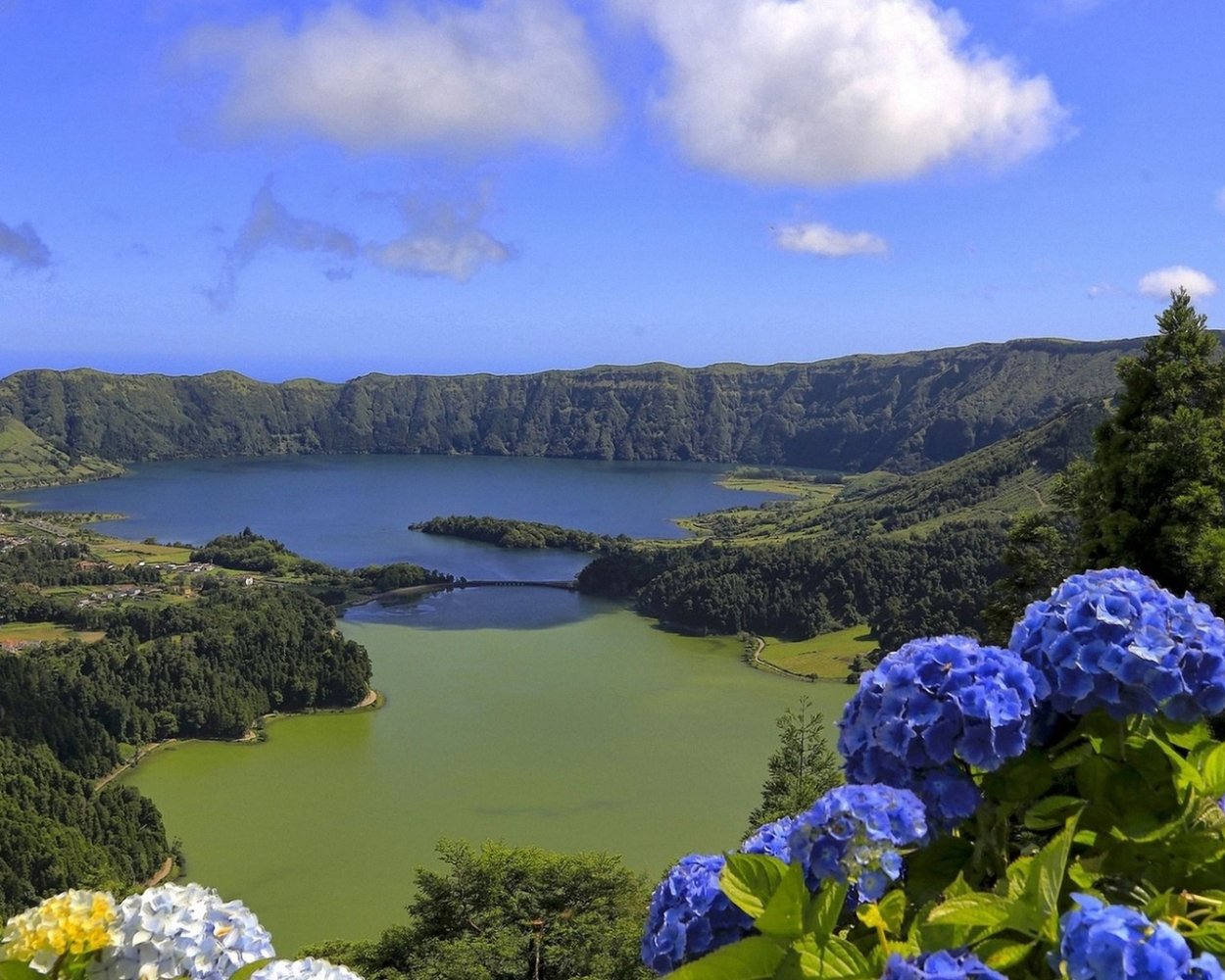 Гортензия в горах