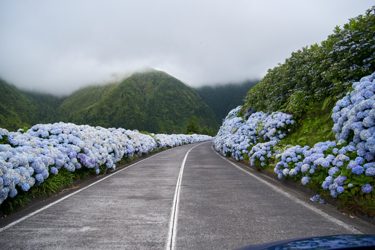 Португалия Азорские острова гортензия