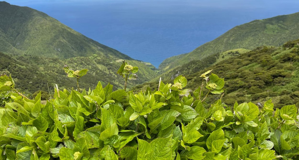Португалия Азоры гортензия