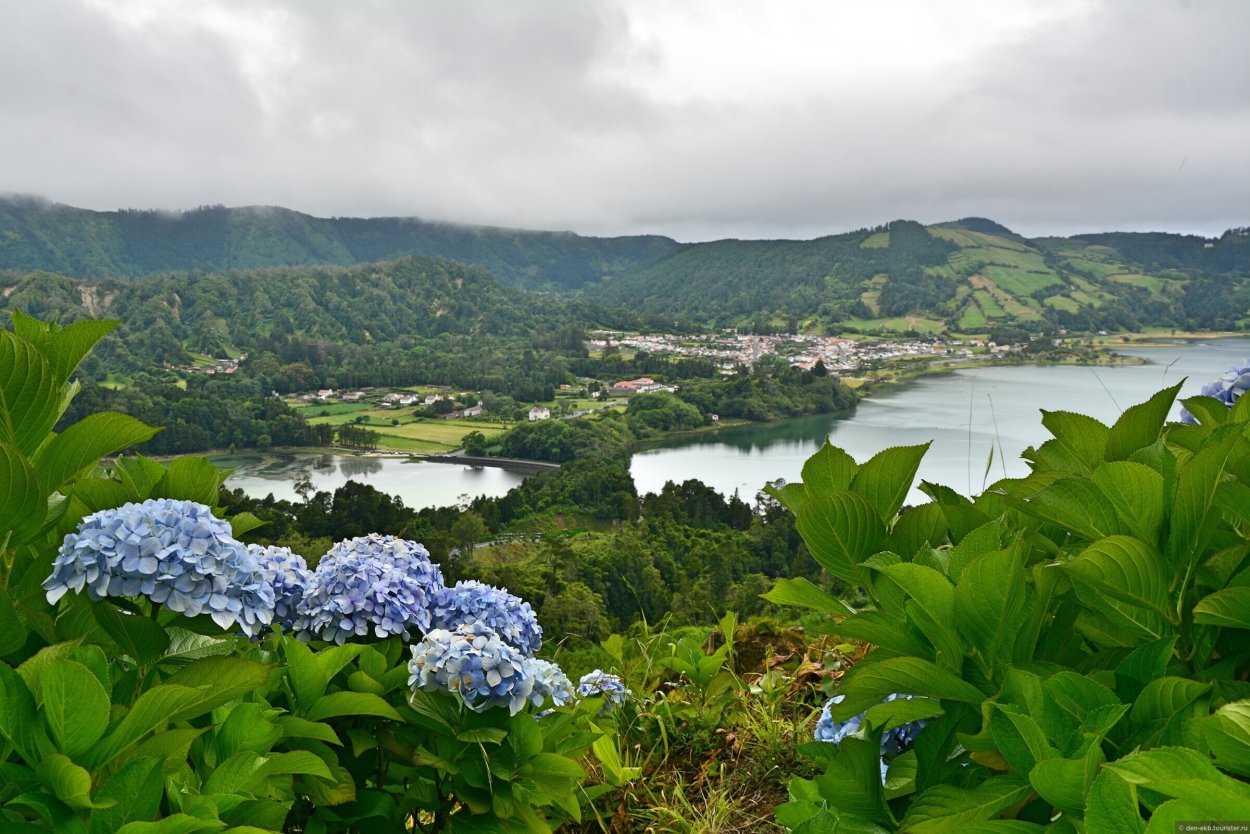 Азорские острова гортензии