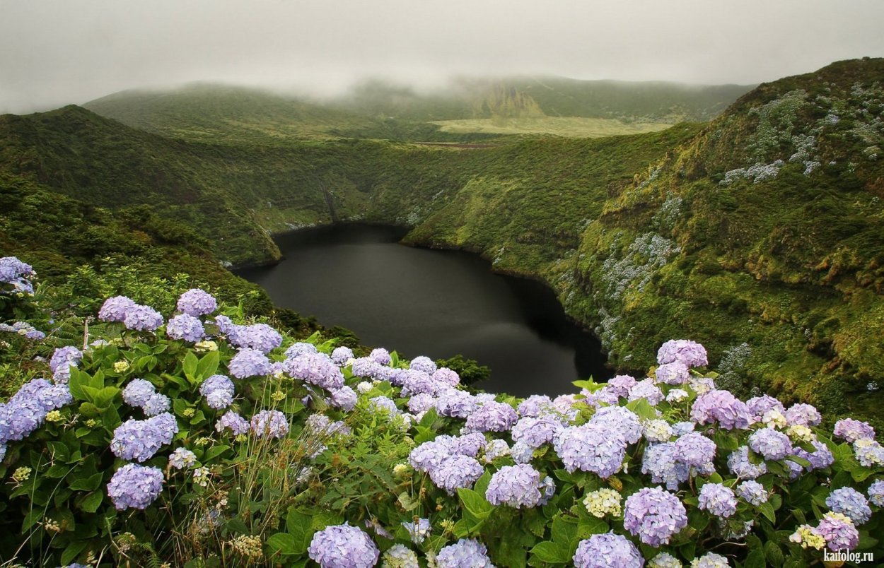Цветение гортензий остров Португалии