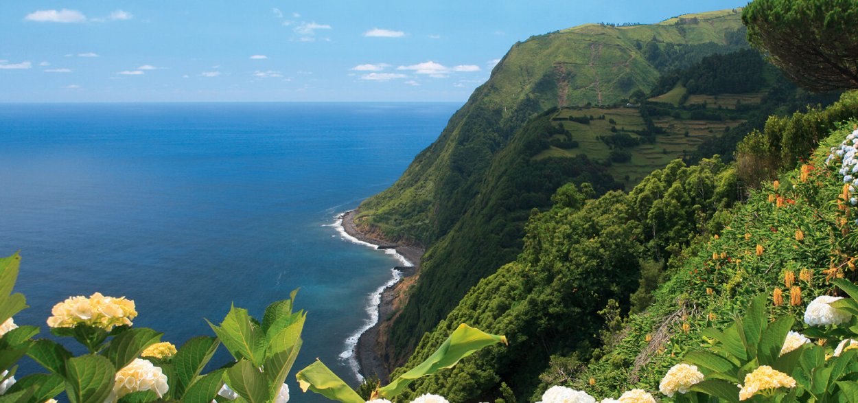 Гортензия Везувий