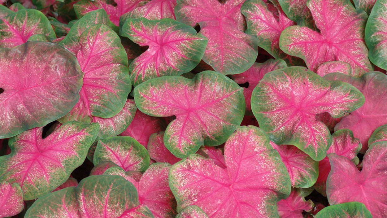 Каладиум Seafoam Pink