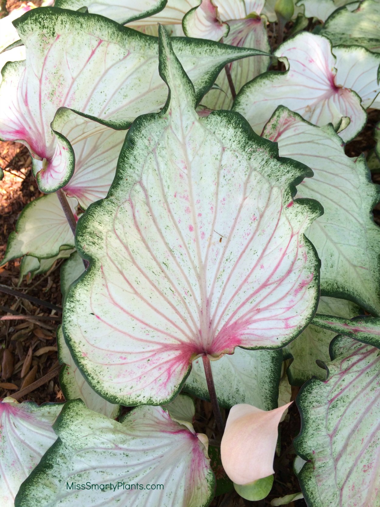 Каладиум Флорида Элис