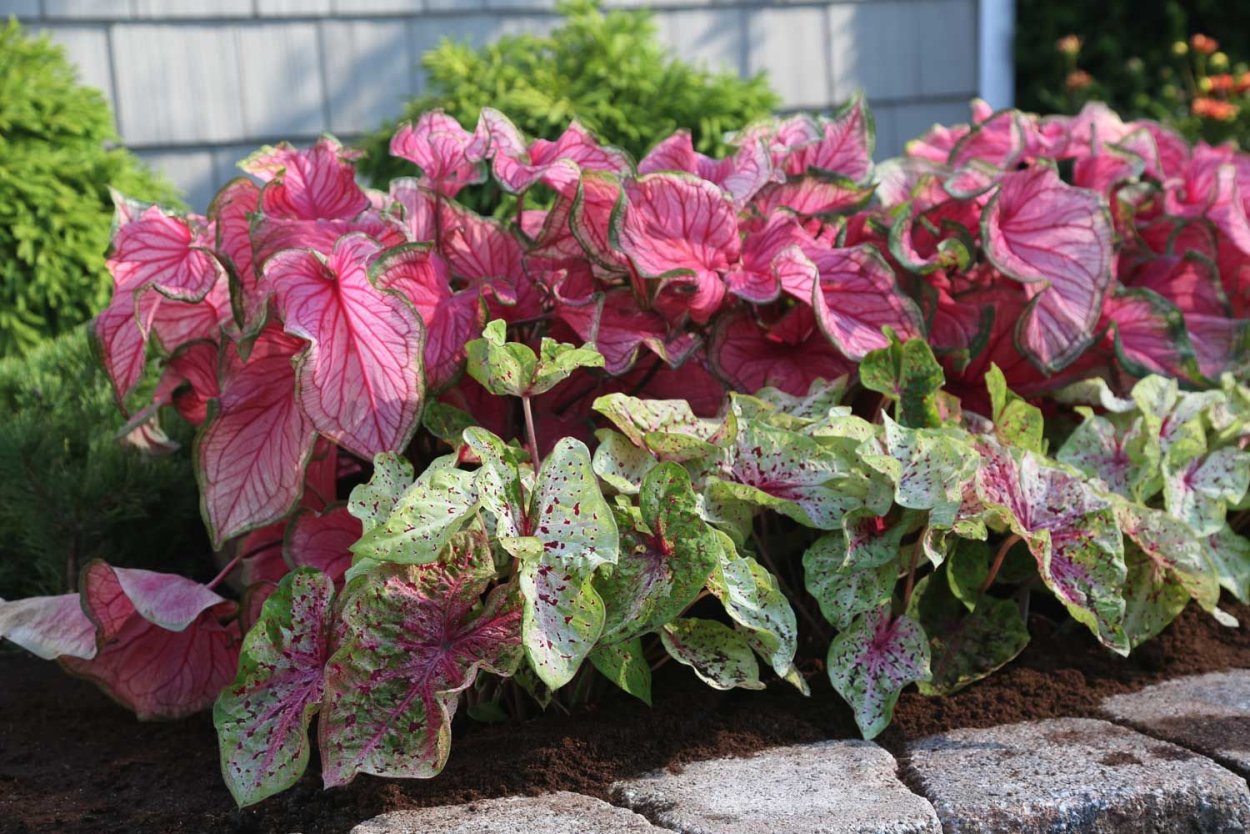 Каладиум Florida